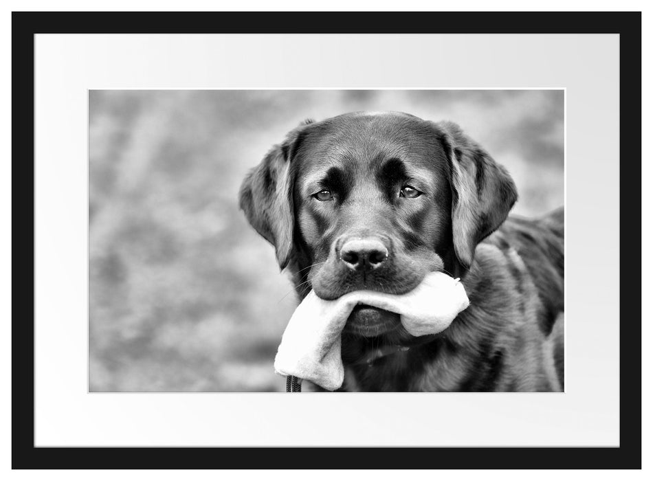 schwarzer Labrador mit Spielzeug Passepartout 55x40