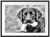 schwarzer Labrador mit Spielzeug Passepartout 80x60