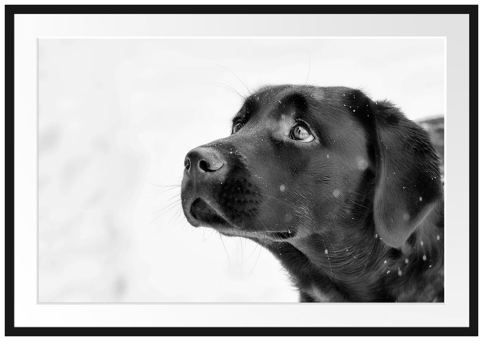 Pixxprint Schwarzer Labrador im Schnee, im Galerie-Passepartout Bilderrahmen
