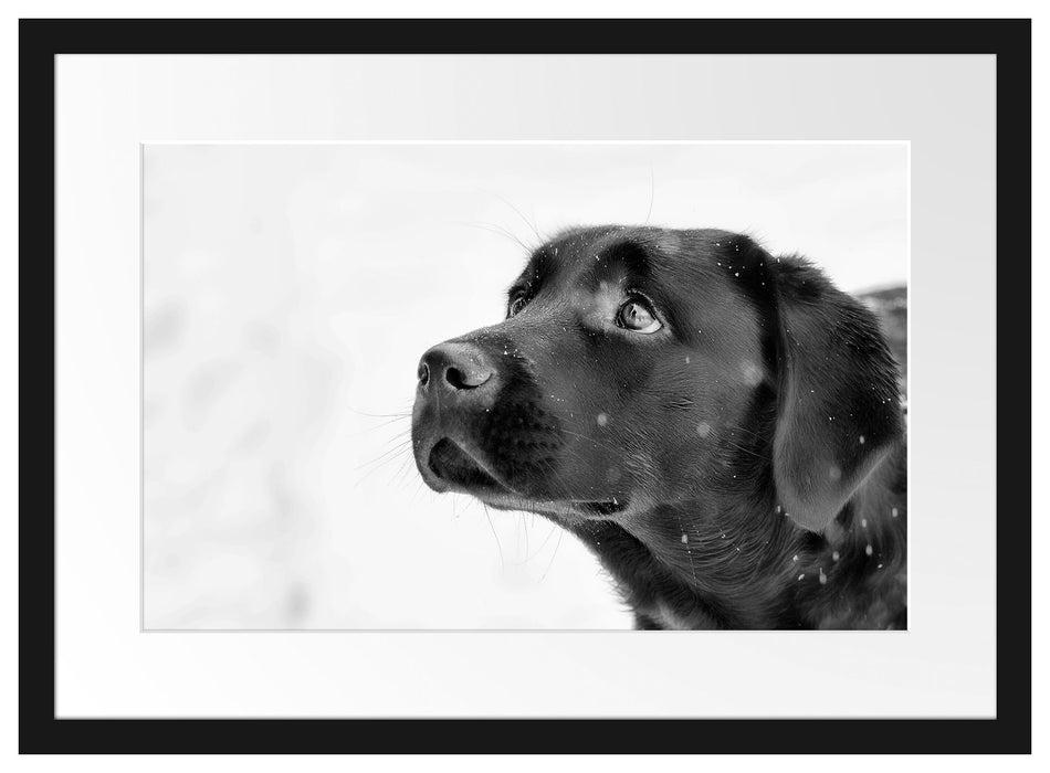 Schwarzer Labrador im Schnee Passepartout 55x40