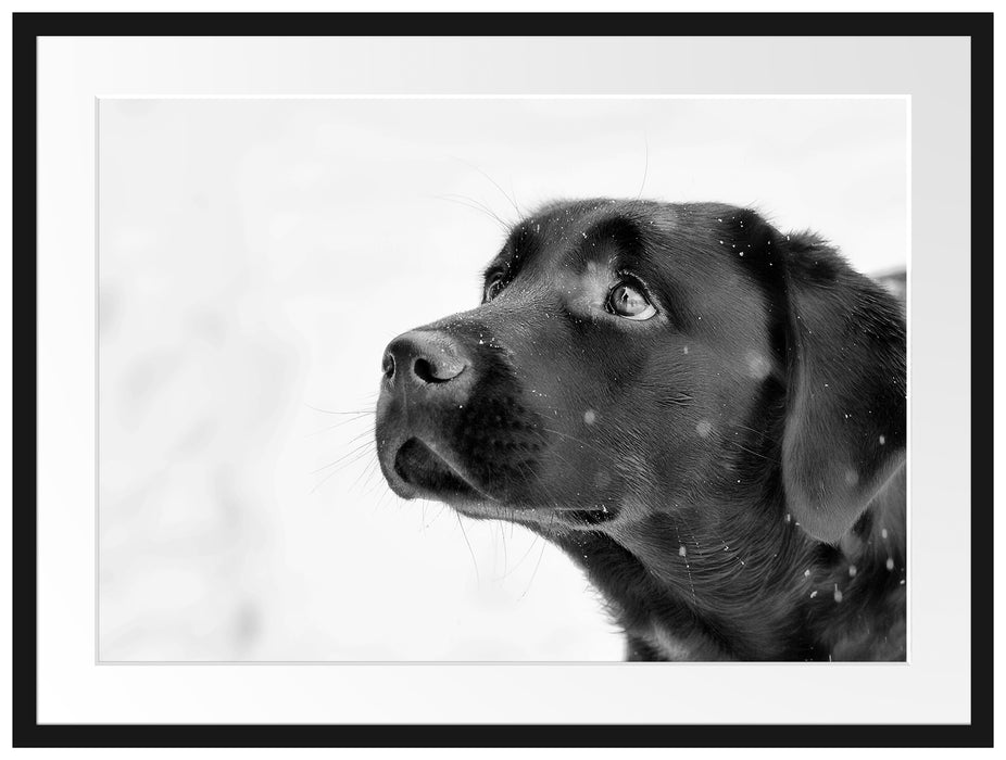 Schwarzer Labrador im Schnee Passepartout 80x60