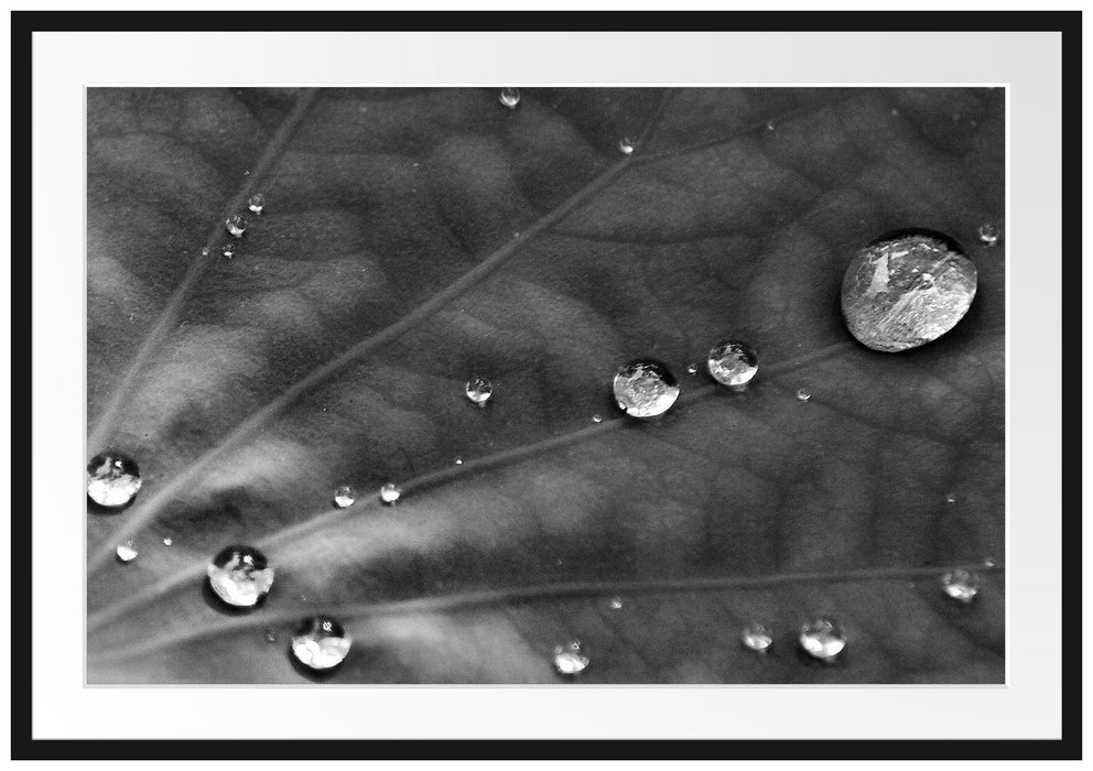 Pixxprint Wassertropfen auf Blatt, im Galerie-Passepartout Bilderrahmen