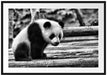 Panda auf Holzstämmen Passepartout 100x70