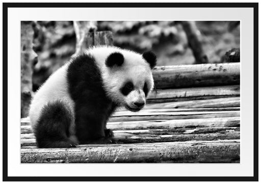 Panda auf Holzstämmen Passepartout 100x70