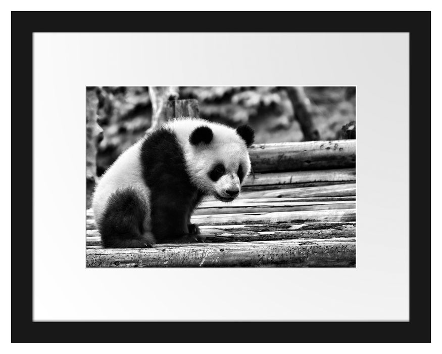 Panda auf Holzstämmen Passepartout 38x30