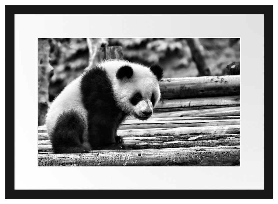 Panda auf Holzstämmen Passepartout 55x40