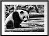 Panda auf Holzstämmen Passepartout 80x60