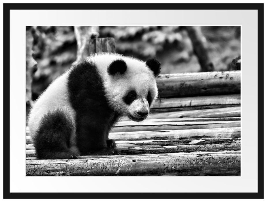 Panda auf Holzstämmen Passepartout 80x60