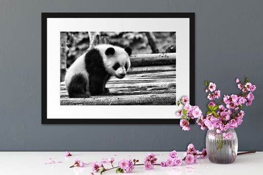 Panda auf Holzstämmen Passepartout Wohnzimmer