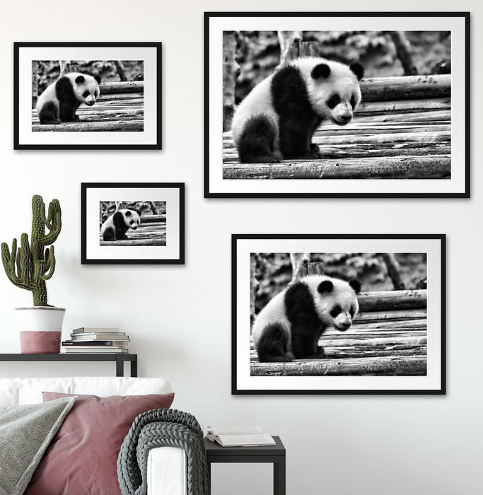 Panda auf Holzstämmen Passepartout Dekovorschlag