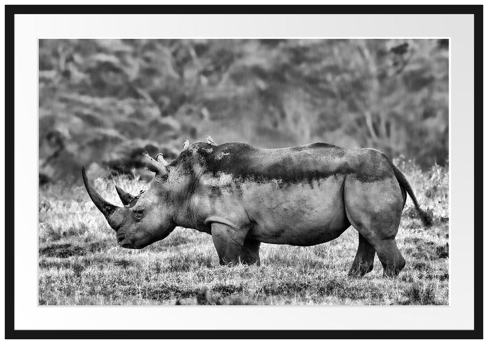 Pixxprint großes Nashorn in der Savanne, im Galerie-Passepartout Bilderrahmen