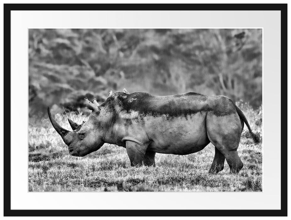 großes Nashorn in der Savanne Passepartout 80x60