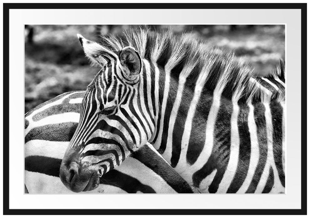 Pixxprint prächtiges Zebra, im Galerie-Passepartout Bilderrahmen