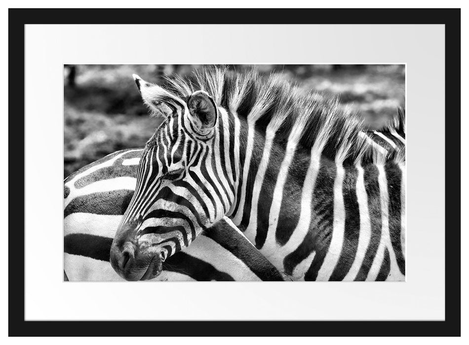 prächtiges Zebra Passepartout 55x40