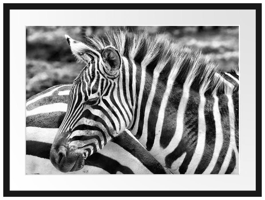 prächtiges Zebra Passepartout 80x60