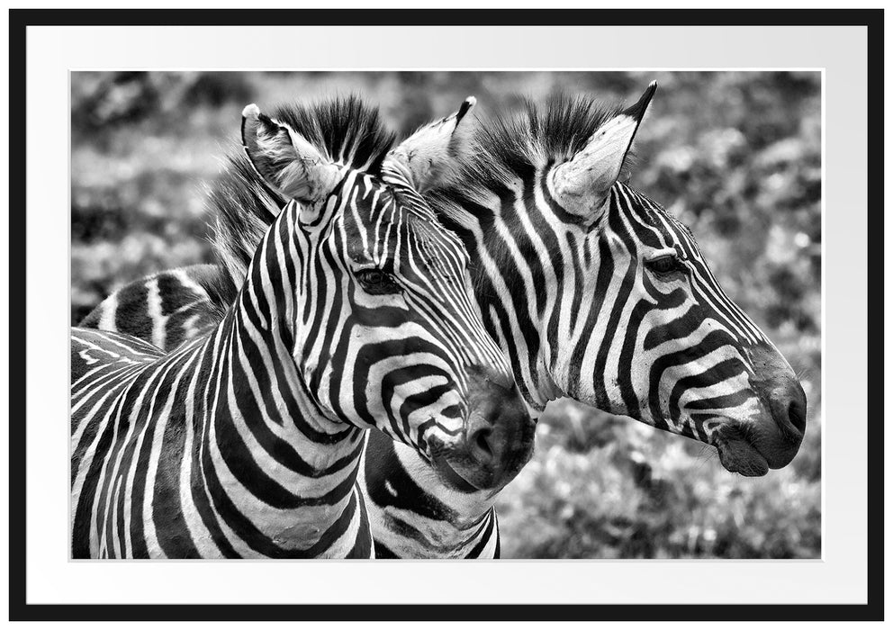 Pixxprint schönes Zebrapaar, im Galerie-Passepartout Bilderrahmen