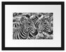 schönes Zebrapaar Passepartout 38x30
