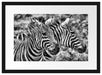 schönes Zebrapaar Passepartout 55x40