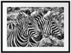 schönes Zebrapaar Passepartout 80x60