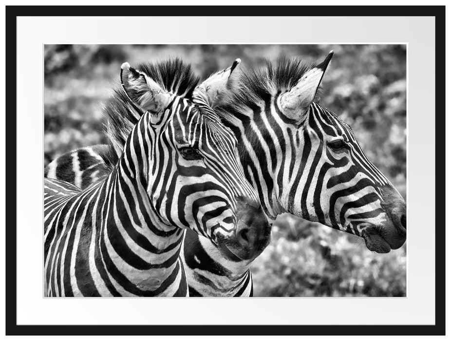 schönes Zebrapaar Passepartout 80x60