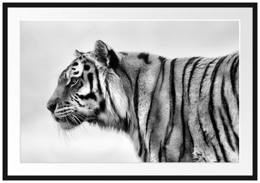 Tiger vor Hintergrund Passepartout 100x70