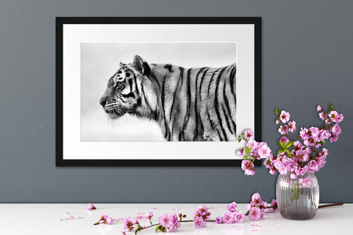 Tiger vor Hintergrund Passepartout Wohnzimmer