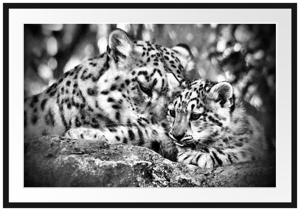 Leopard mit Jungtier Passepartout 100x70