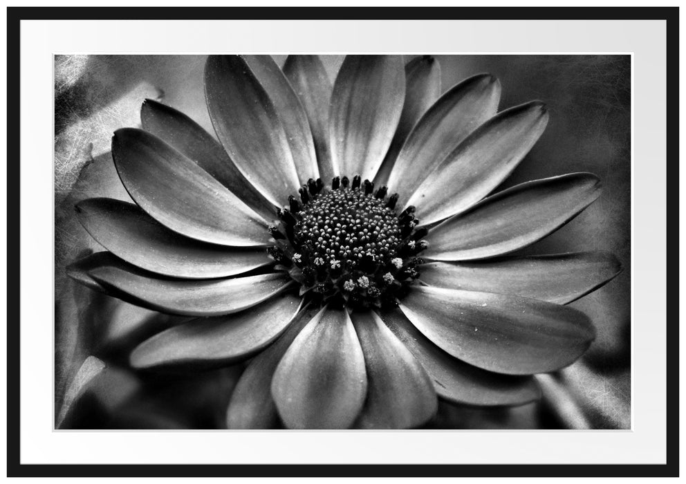 Pixxprint prächtige Margarete, im Galerie-Passepartout Bilderrahmen