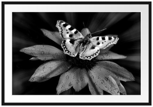 Schmetterling auf roter Blüte Passepartout 100x70