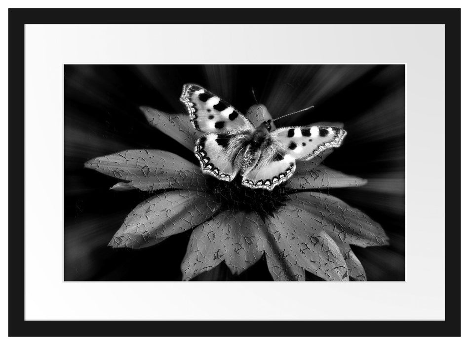 Schmetterling auf roter Blüte Passepartout 55x40