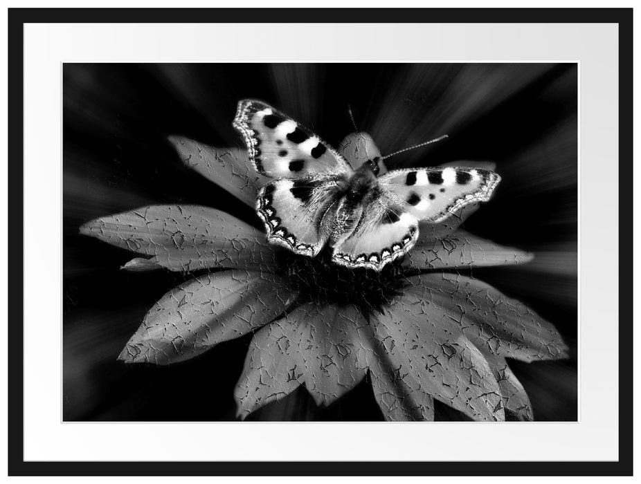 Schmetterling auf roter Blüte Passepartout 80x60