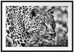 schleichender Leopard Passepartout 100x70