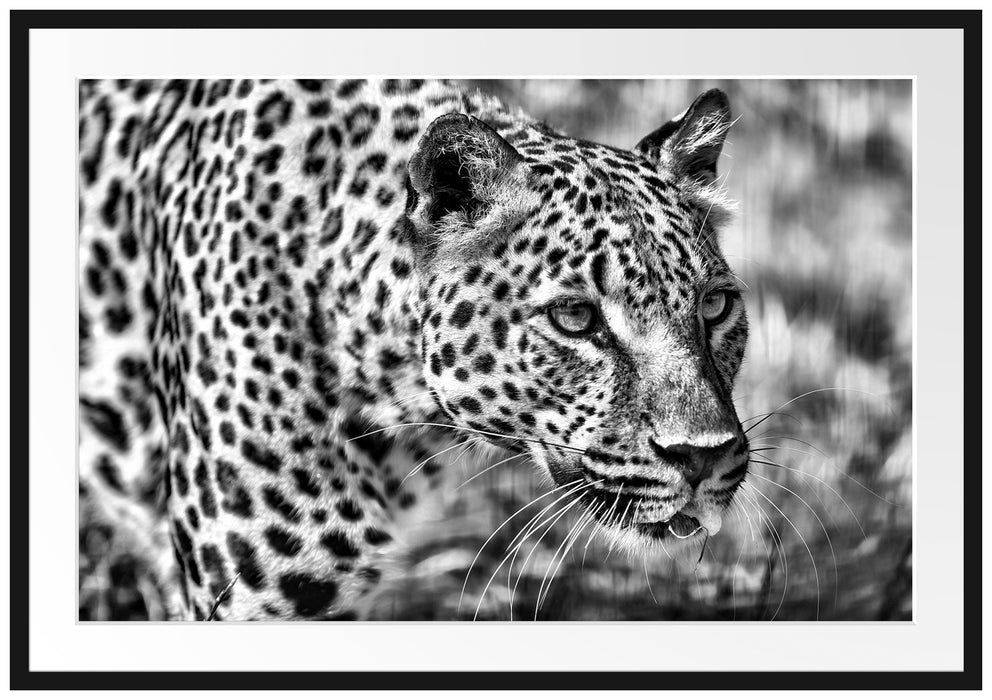 Pixxprint schleichender Leopard, im Galerie-Passepartout Bilderrahmen