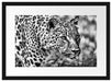 schleichender Leopard Passepartout 55x40