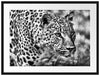 schleichender Leopard Passepartout 80x60