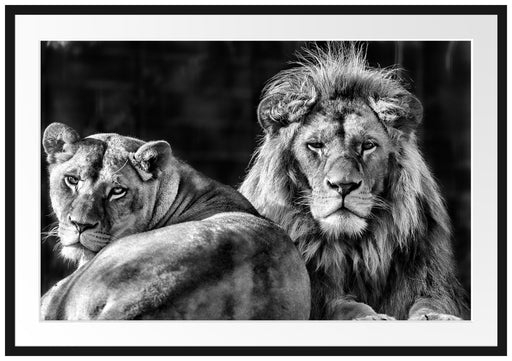 schönes Löwenpaar Passepartout 100x70