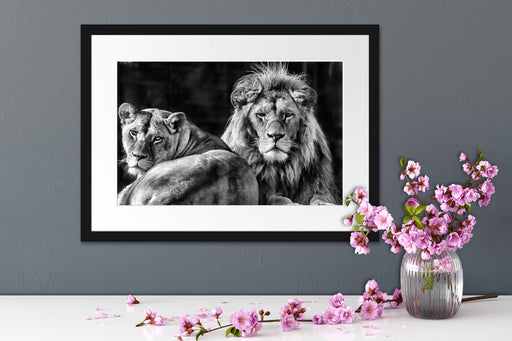 schönes Löwenpaar Passepartout Wohnzimmer
