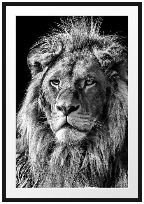 beeindruckender Löwe Passepartout 100x70