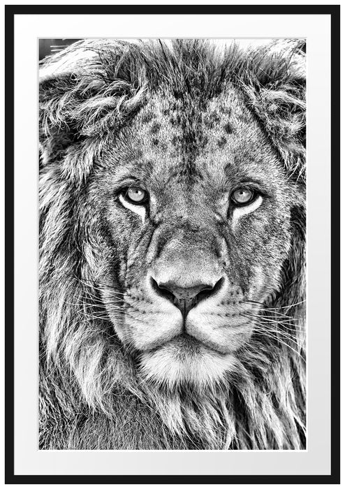 Pixxprint bildschöner Löwe, im Galerie-Passepartout Bilderrahmen