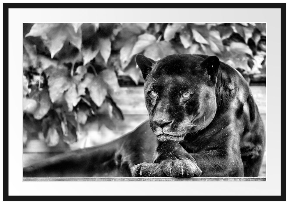 Pixxprint schöner schwarzer Panther, im Galerie-Passepartout Bilderrahmen