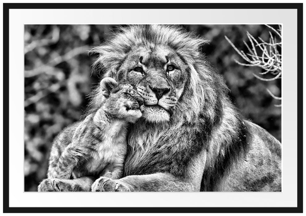 Pixxprint schöner Löwe mit Jungtier, im Galerie-Passepartout Bilderrahmen