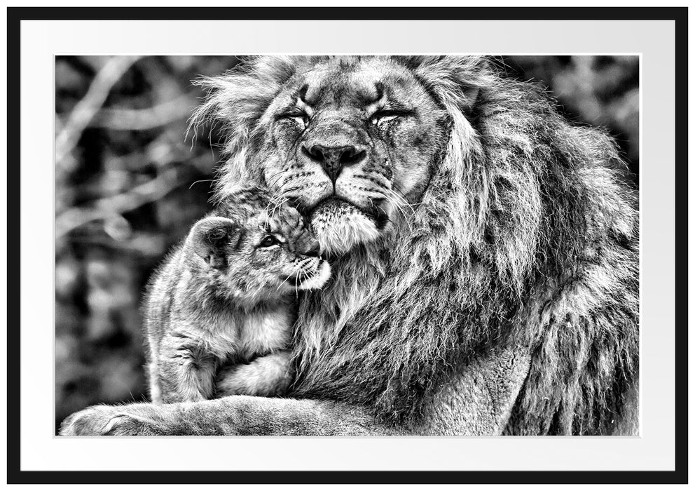 Löwenvater kuschelt mit Jungtier Passepartout 100x70