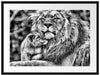 Löwenvater kuschelt mit Jungtier Passepartout 80x60
