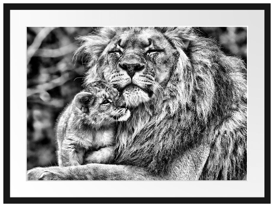 Löwenvater kuschelt mit Jungtier Passepartout 80x60