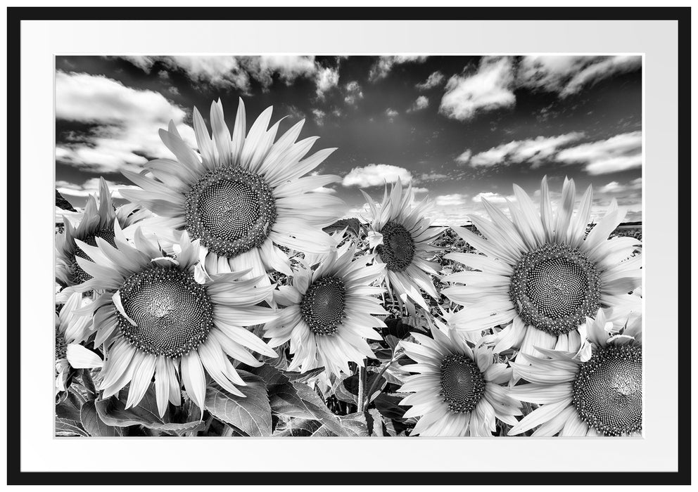 Pixxprint Sonnenblumenwiese unter Himmel, im Galerie-Passepartout Bilderrahmen