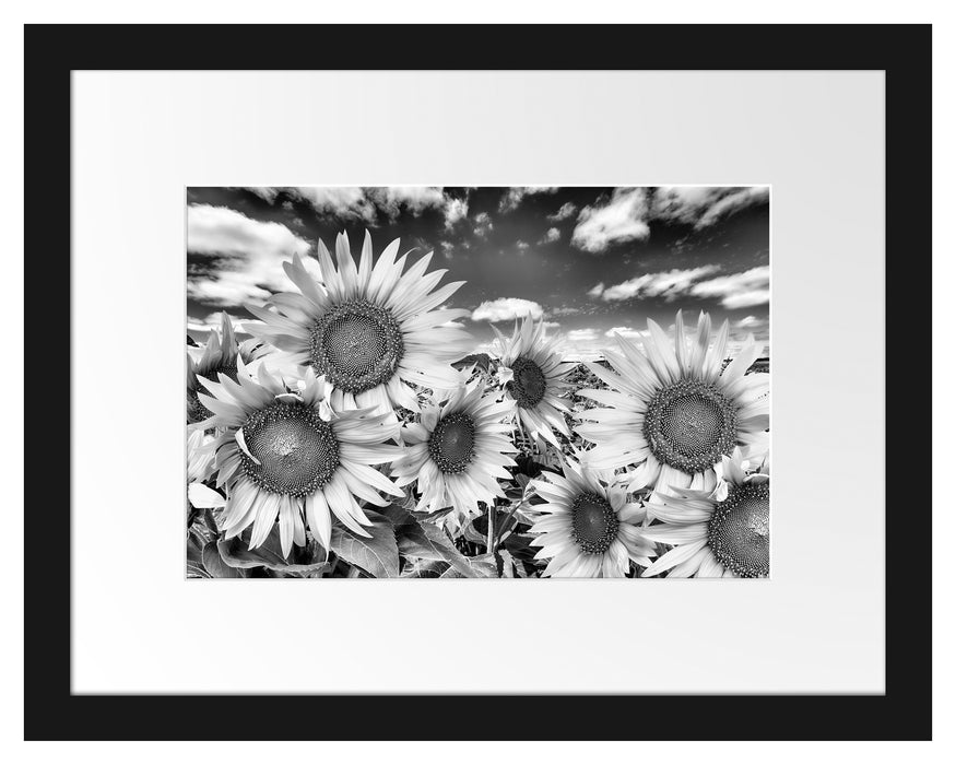 Sonnenblumenwiese unter Himmel Passepartout 38x30