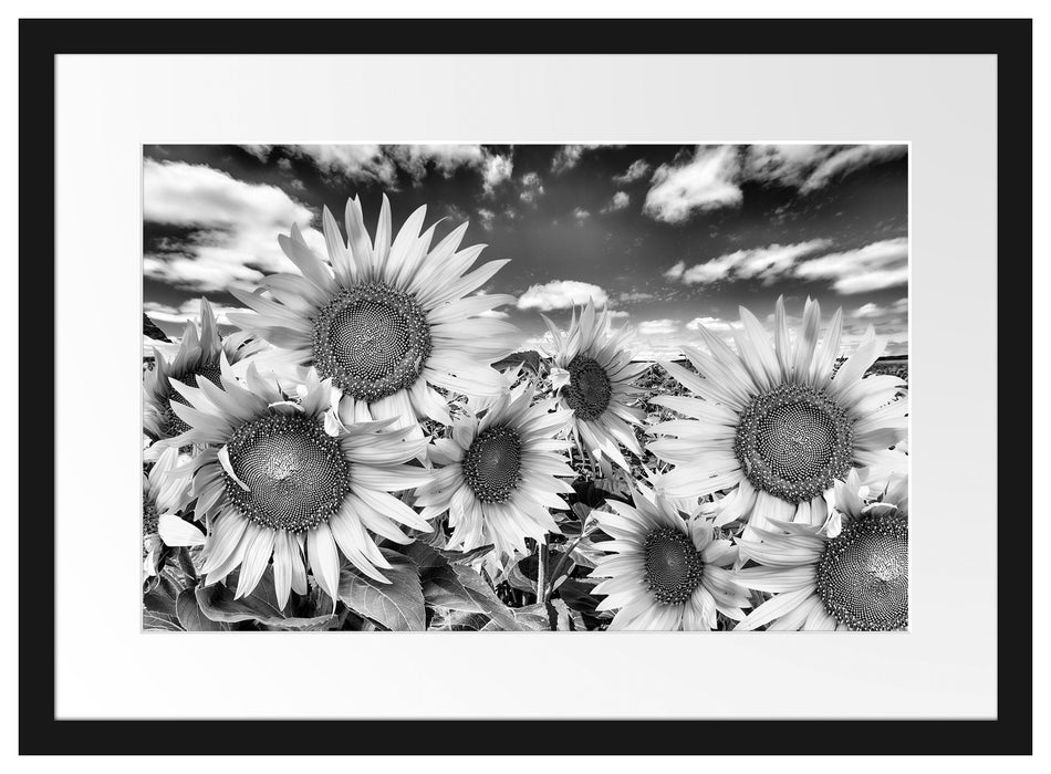 Sonnenblumenwiese unter Himmel Passepartout 55x40