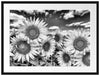 Sonnenblumenwiese unter Himmel Passepartout 80x60