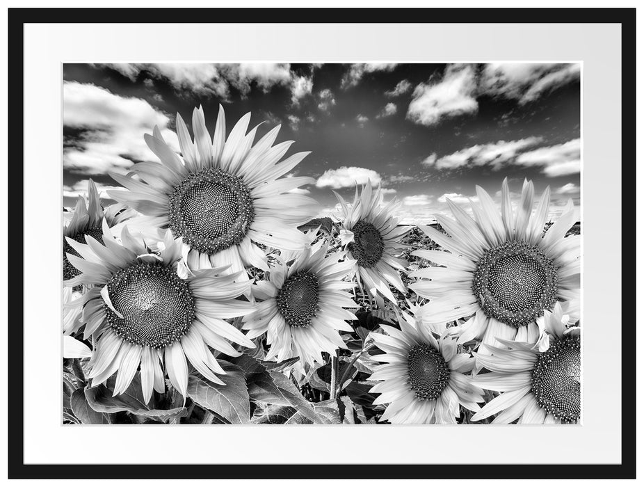 Sonnenblumenwiese unter Himmel Passepartout 80x60