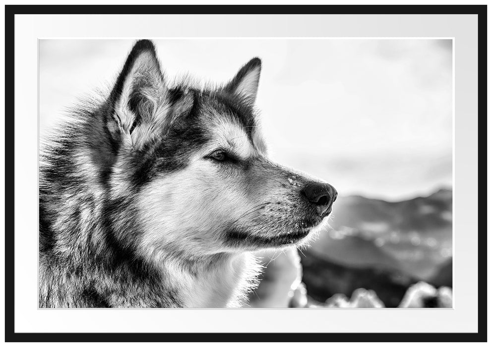 Pixxprint Süßer Husky im Schnee, im Galerie-Passepartout Bilderrahmen